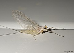 Maccaffertium modestum