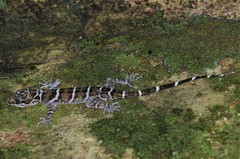 Cyrtodactylus consobrinus