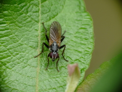 Cordilura pubera
