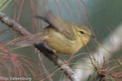 Phylloscopus subaffinis