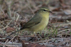 Phylloscopus subaffinis