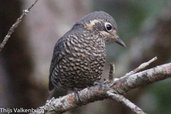 Chestnut-Bellied Rock Thrush photo 3