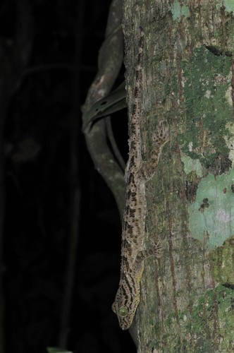 Large Forest Gecko, Gekko smithii