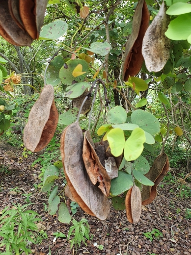 Lysiphyllum hookeri