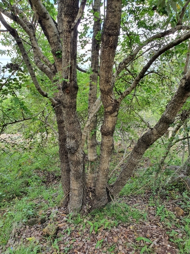 Lysiphyllum hookeri