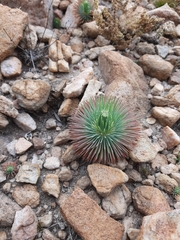 Psammotropha