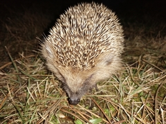 Erinaceus roumanicus