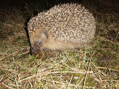 Erinaceus roumanicus