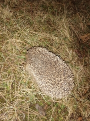 Erinaceus roumanicus