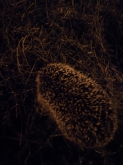 Erinaceus roumanicus