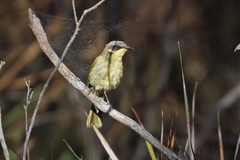 Lichenostomus cratitius