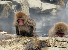 Macaca fuscata