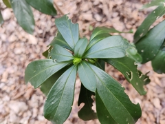 Daphne laureola