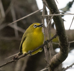 Zosterops flavilateralis