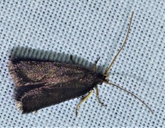 Lecithocera terrigena