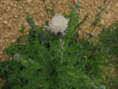 Tyrimnus leucographus