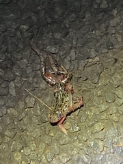 Hylambates maculatus