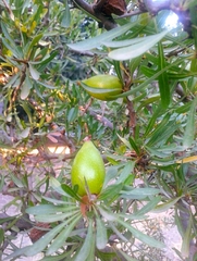 Argania spinosa