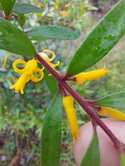 Persoonia myrtilloides