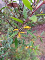 Persoonia myrtilloides