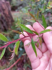 Persoonia myrtilloides
