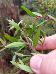 Persoonia myrtilloides