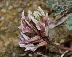 Astragalus spruneri