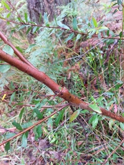 Persoonia myrtilloides