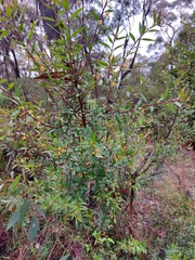 Persoonia myrtilloides