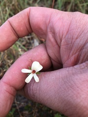 Ciconium