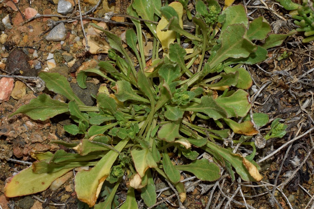 Large-fruited Beet