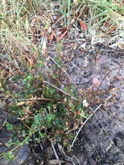 Ciconium