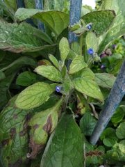 Pentaglottis sempervirens