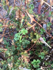 Ciconium