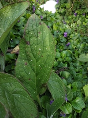 Pentaglottis sempervirens