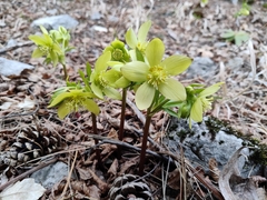 Helleborus