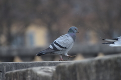 Columba livia