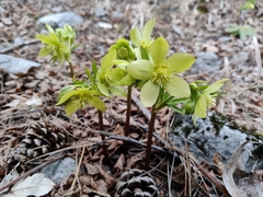 Helleborus
