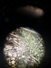 Pseudemoia rawlinsoni