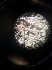 Pseudemoia rawlinsoni