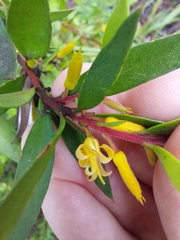 Persoonia myrtilloides