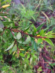 Persoonia myrtilloides