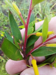 Persoonia myrtilloides