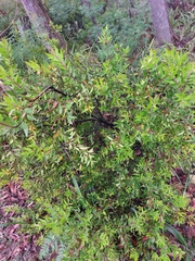 Persoonia myrtilloides