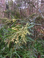 Acacia flocktoniae