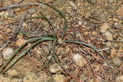 Colchicum atticum