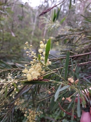 Acacia flocktoniae