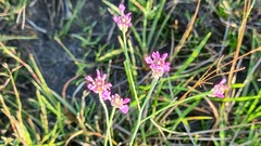 Polygala adenophora