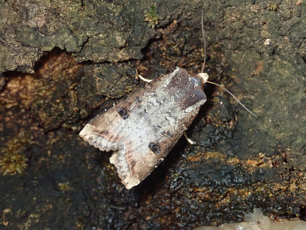 Xylena formosa