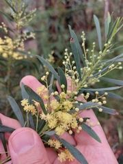 Acacia flocktoniae